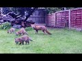 Fox Cubs on May Day