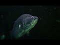 Coral Coast | Russell Crowe's The Great Barrier Reef: a Living Treasure 2/4 | Go Wild