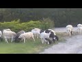 Loose Sheep