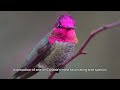 Anna's Hummingbird: One Of Canada's Flying Gems