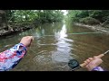 Missing the big one (creek fly fishing)