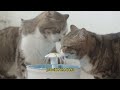 Top 7 Best Cat Water Fountains of 2024