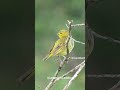 Canário-da-terra Cantando Muito: A Voz Dourada da Natureza!