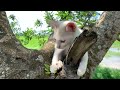 Raising Kittens Videos 2024|| New videos original