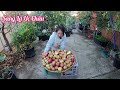 Hái táo Nhật Fuji đợt 2 gửi về Việt Nam cho bà con ăn