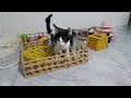 Funny Dogs And Cats Videos😬🐶Best Funniest Animal Videos 2024