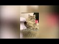 Cute and funny cat videos that will cheer you up! Funny Cats and Dogs Video. Best Funny Animal
