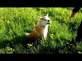 Akita Inu - Ayu H'Mitsuki Go (2 yrs) - Rumble time!