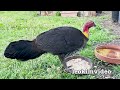 Brush Turkey Spider Holes B-Roll Autumn Revisit Giant Moth & Beetle Grub