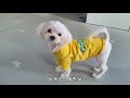 the mother maltese who hugs the little puppy after taking a bath.(Puppy's First Bath)