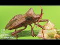 Insect Macro Photography - Episode 5