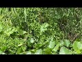 Flora of Central Florida: Cucurbita okeechobeensis, Okeechobee Gourd