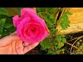 Rose Garden & Clematis Tour  |  The landscaping is done and I've got my garden back !