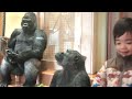 Best friend overjoyed by gorilla girl's unexpected behavior｜Shabani Group