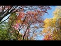 Fall foliage in Vermont  Oct, 12, 2022