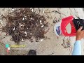 how to Catch: Mojarra Bait for Mangrove Snapper Fishing | South Florida Saltwater Bridge Fishing