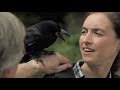 Keas & Crows - Genius Birds from Down Under | Free Documentary Nature