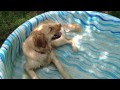 Bauer playing in his little pool