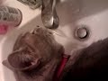 Thirsty cat