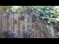 Grapes 🍇 plant in my UK 🇬🇧 garden..