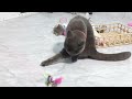 New Funny Animals 😸🐶 Best Funny Dogs and Cats Videos Of The Week