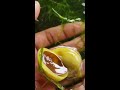 Apple snails | LIVE AQUARIUM