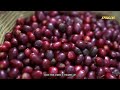 How Nescafe Coffee Is Made in the factory | Coffee Bean Harvesting Process