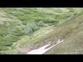 Grizzly & Moose Battle in Denali National Park, Alaska 2011