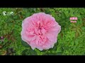 複花好花期長，玫瑰月季界的模範勞工排行榜rose labcur day【心情筆記】木村卓功 Takunori Kimura 大衛奧斯丁David Austin Roses 溫暖シャルールChaleur