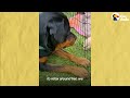Rottweiler Thinks Guinea Pigs Are Her Babies | The Dodo