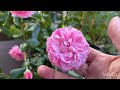 David Austin roses for partially shaded-garden