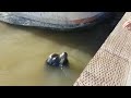 Seal pulls her in