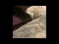 69 seconds of my cat because i’m too lazy to edit videos