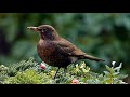 Vogelgezwitscher zum Entspannen - 90 Min Deutsche Vögel im Garten am Morgen