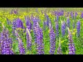 💜 Colorful Lupine Spring Beauty 4K Relaxing 💜