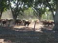 World's most curious cows
