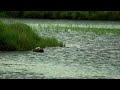 Wood Sandpiper