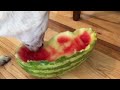 Cattle dog eats watermelon for as long as she likes