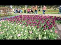 KEUKENHOF TULIP🌷 GARDEN, NETHERLANDS/ EUROPE BIGGEST TULIP GARDEN #keukenhof  #tulip  #neatherlands