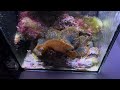 Reef Tank (WHAT MAKES NANO REEF TANKS SO COOL!)