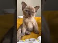 😺 Funny kittens for a good mood! 😸 Compilation of jokes with cats and kittens! 💖