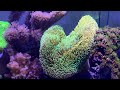 Reef Tank (HOW I SPLIT MY BUBBLE TIP) Lots Of Fun Updates!
