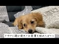 生後2ヶ月の子犬を目の前に母性が爆発したゴールデンレトリバーが可愛すぎた