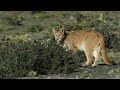 Survival Of The Fittest: Big Cats vs. Saber-Tooths In The Ice Age | AGE OF BIG CATS