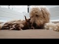 7 Key Differences Between F1 And F1b Generation Goldendoodle
