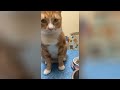 1 HOUR Funny Moments of Cats | Funny Video Compilation - New Funny Cats Moments 😸