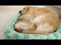 Golden Retriever Sweet Reaction To Finding A Sleeping Kitten In His Bed!