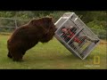 Brown Bear Attack | Dangerous Encounters: Alaska's Bear Country and Beyond