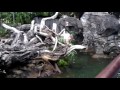 Hong Kong Disneyland: Jungle River Cruise