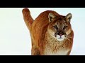 Wild Cats - The Americas | Free Documentary Nature